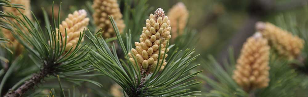 Pine Pollen